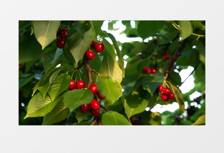 停不了的節奏 产品图片