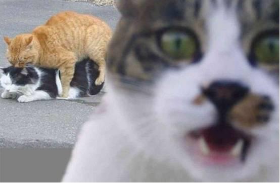 伊甸深宅 视频截图