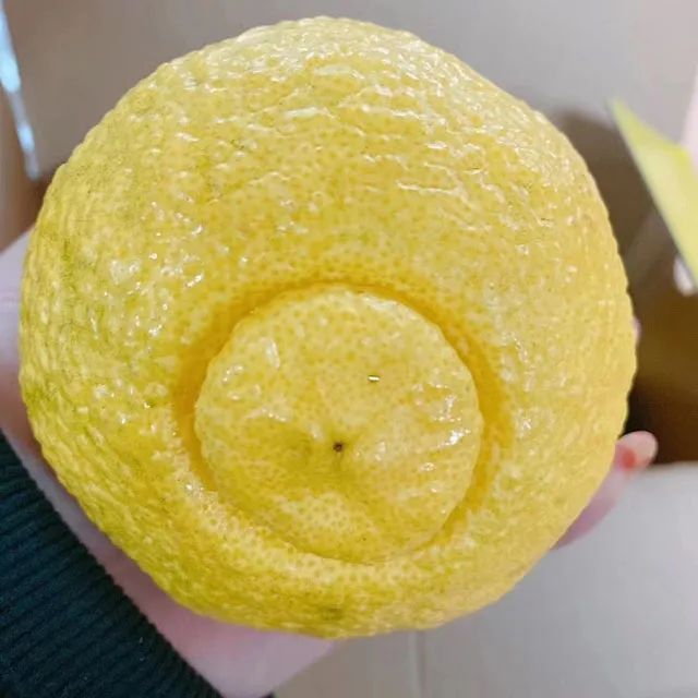 傳奇與蝴蝶 视频截图