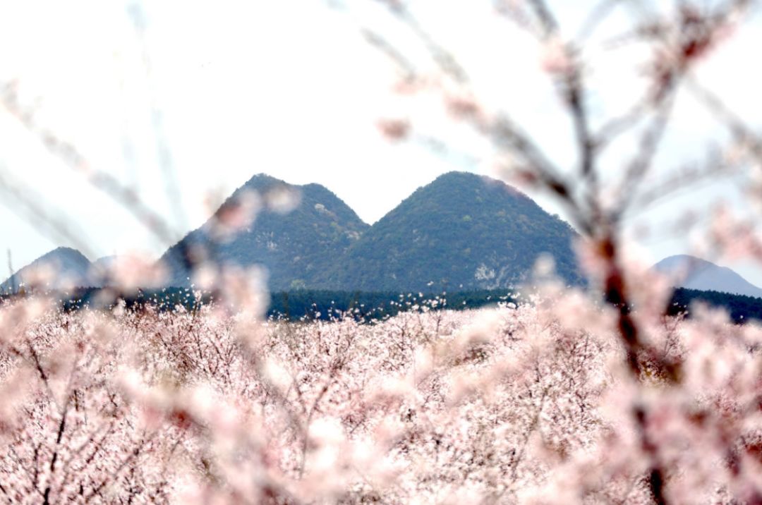出嫁女 视频截图