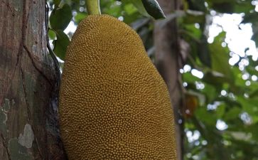 伏魔錄 视频截图