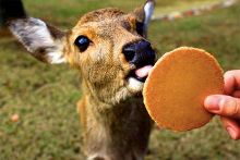 僵屍來襲 视频截图