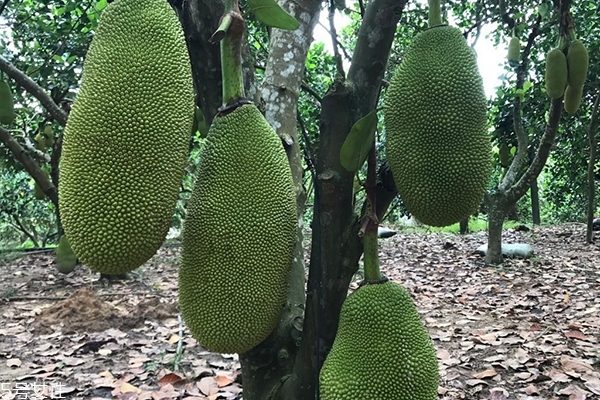 企鵝與漁夫 视频缩略图