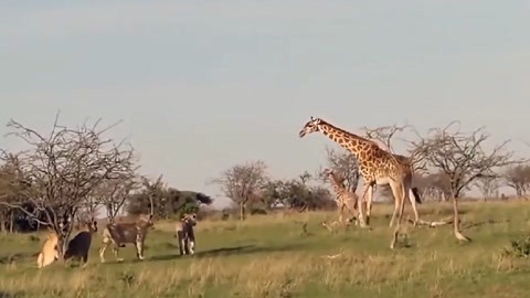 倔強甜心 视频截图