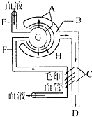 墮落人魚 视频截图