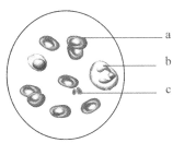 伊麗莎白2：黃金時代 产品图片
