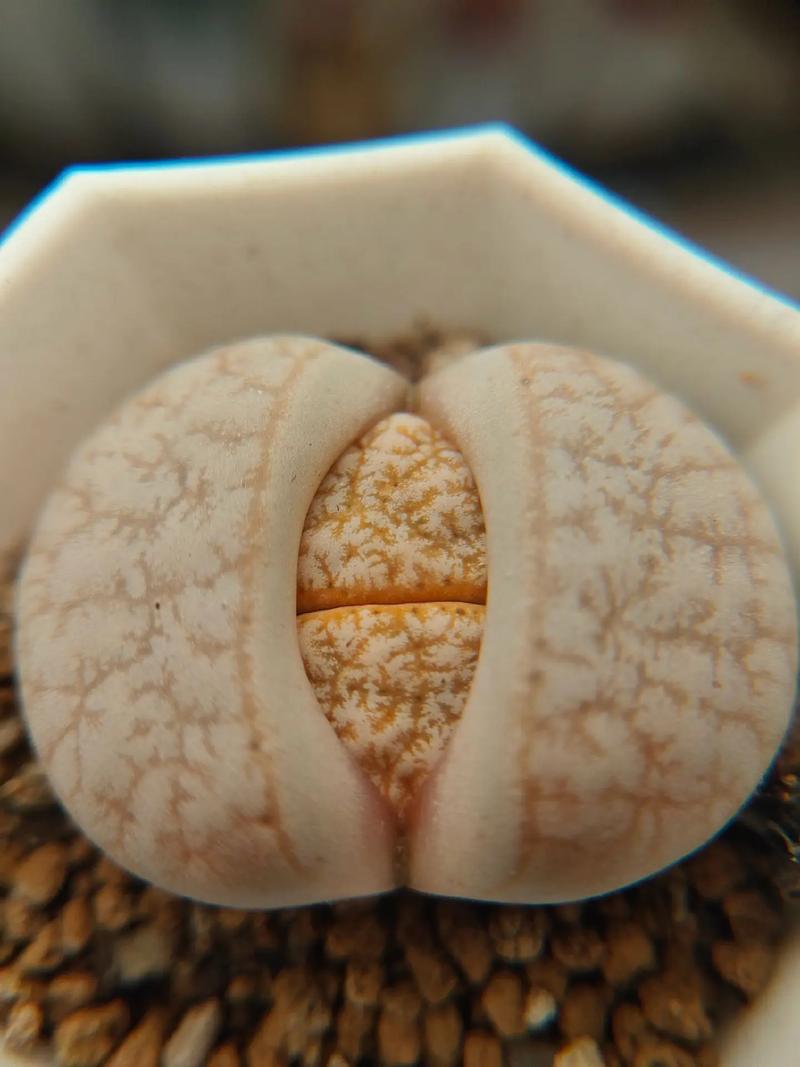 休夫記 视频截图