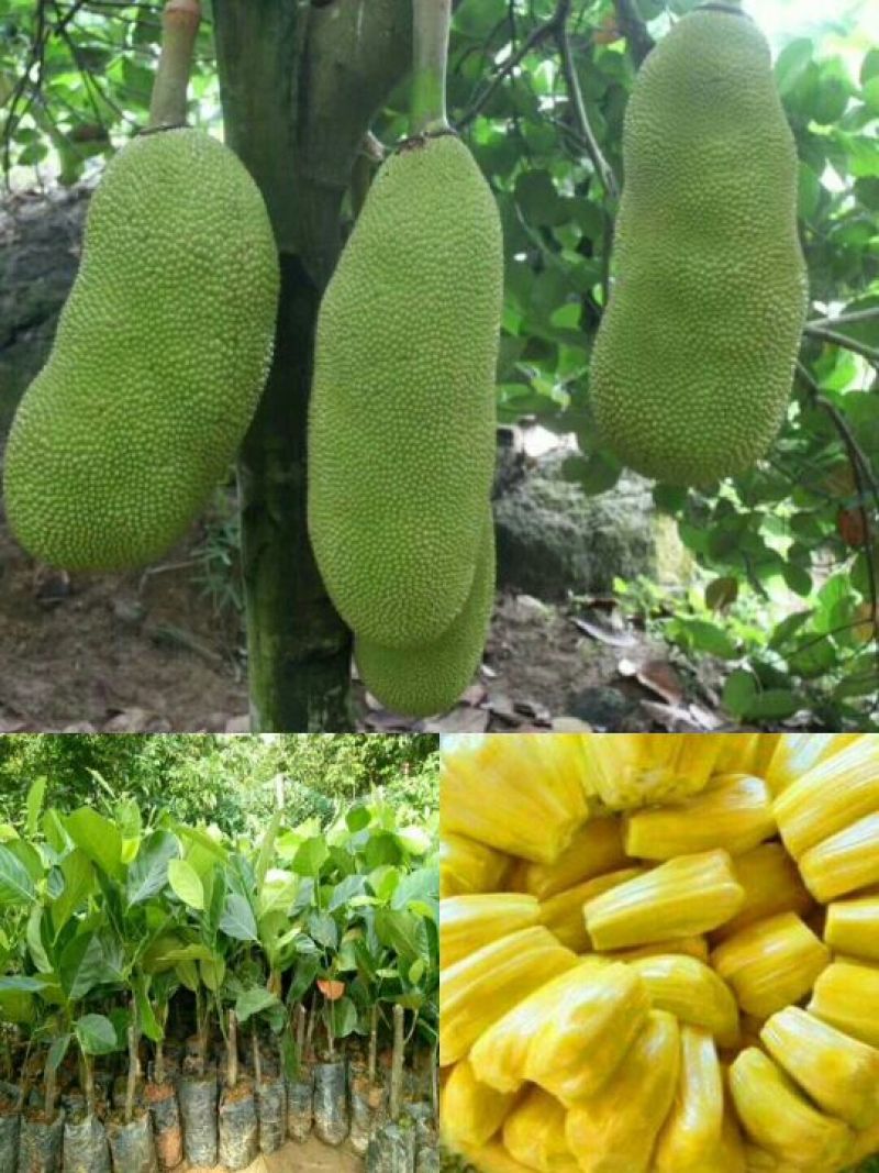 親愛的 這是印度