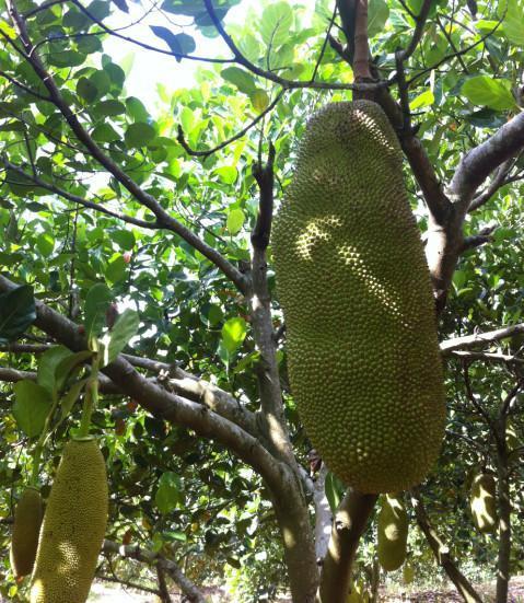 衝鋒車 衝鋒車 视频截图
