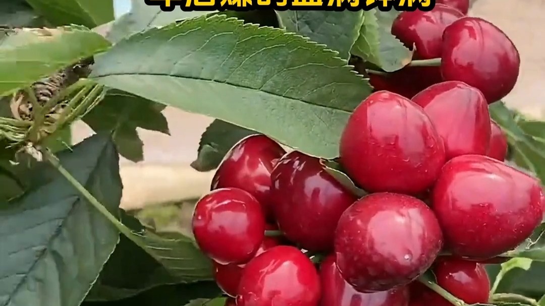 軍艦島 视频截图