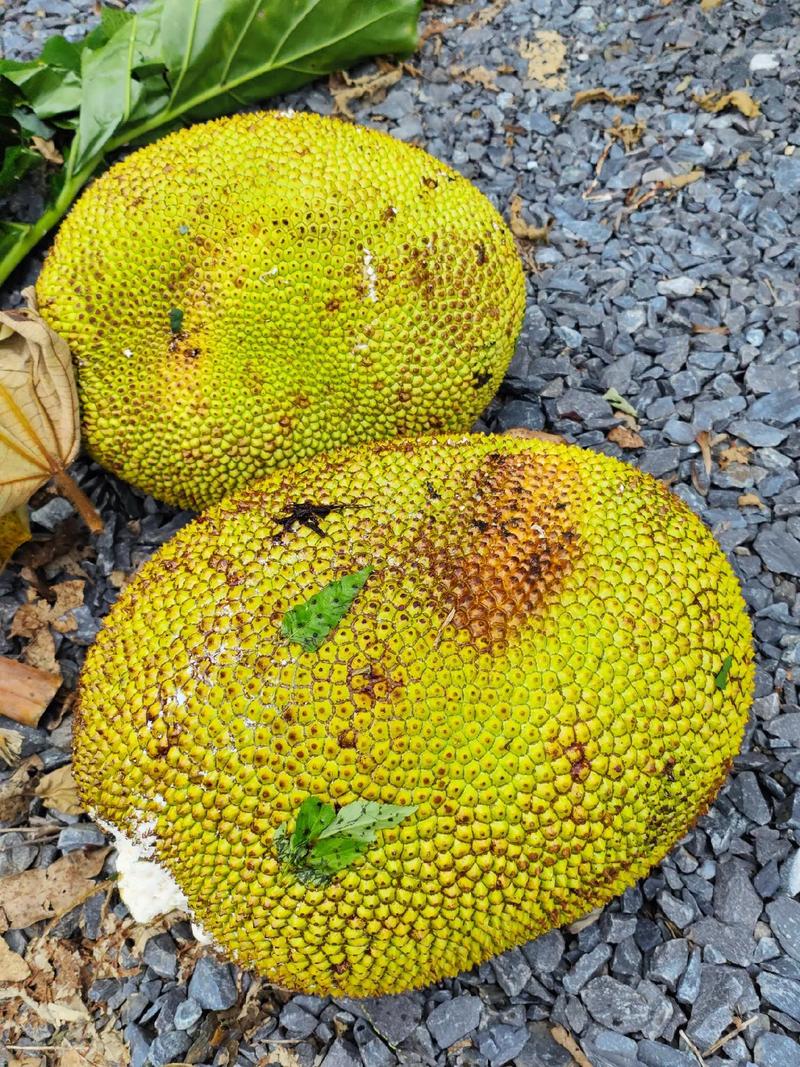 使徒行者2：諜影行動（粵語版） 产品图片