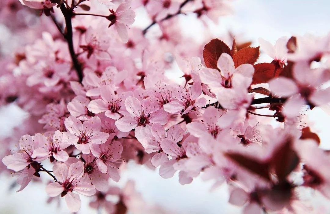 傾聽者 视频截图