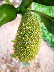 俠影留香 视频截图