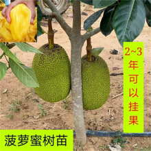 保護者 视频截图