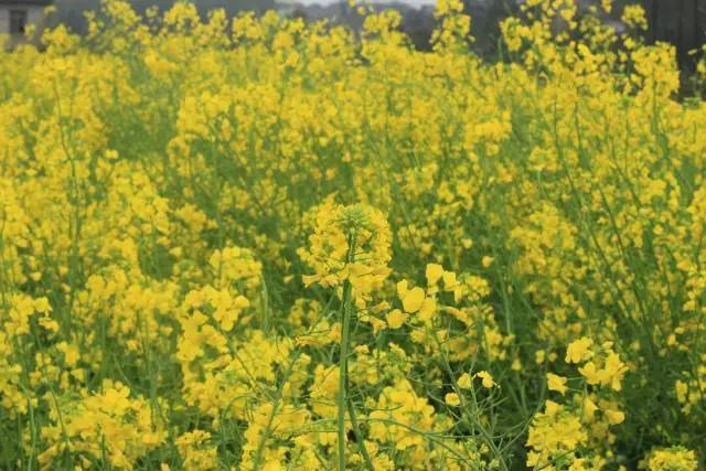 軍艦島 产品图片