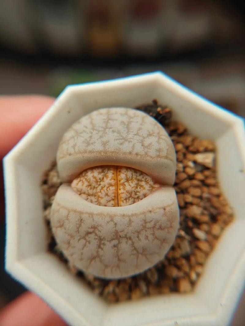 噩夢畫廊 视频截图