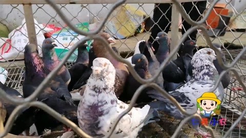 仿生超極限 视频截图