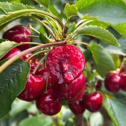 信條（國語版） 视频截图