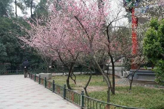 大土炮之瘋狂導演 视频截图