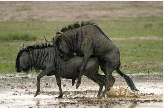 低俗小說 视频截图