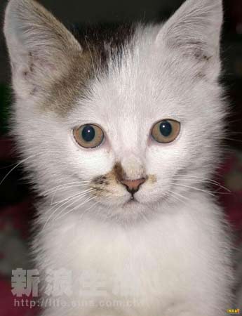 仿生超極限 视频截图